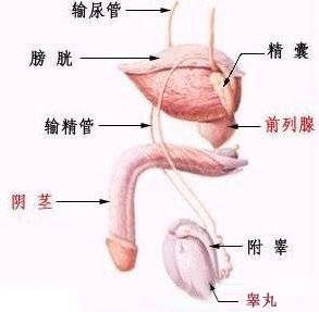 龟头炎症状